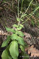 Immagine 2 di 7 - Hieracium racemosum Waldst. & Kit. ex Willd.