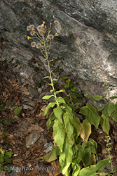 Immagine 4 di 7 - Hieracium racemosum Waldst. & Kit. ex Willd.