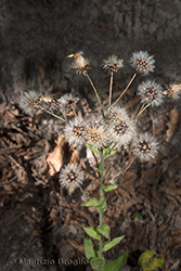 Immagine 5 di 7 - Hieracium racemosum Waldst. & Kit. ex Willd.