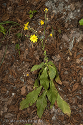Immagine 7 di 7 - Hieracium racemosum Waldst. & Kit. ex Willd.