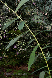 Immagine 1 di 6 - Prenanthes purpurea L.
