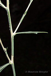 Immagine 5 di 10 - Lactuca viminea (L.) J. Presl & C. Presl