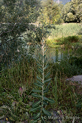Immagine 1 di 10 - Lactuca sativa subsp. serriola (L.) Galasso, Banfi, Bartolucci & Ardenghi	