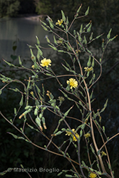 Immagine 2 di 10 - Lactuca sativa subsp. serriola (L.) Galasso, Banfi, Bartolucci & Ardenghi	
