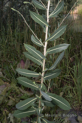 Immagine 5 di 10 - Lactuca sativa subsp. serriola (L.) Galasso, Banfi, Bartolucci & Ardenghi	