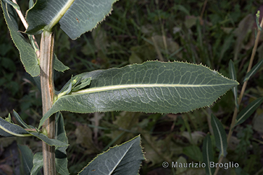 Immagine 6 di 10 - Lactuca sativa subsp. serriola (L.) Galasso, Banfi, Bartolucci & Ardenghi	