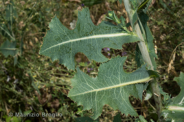 Immagine 7 di 10 - Lactuca sativa subsp. serriola (L.) Galasso, Banfi, Bartolucci & Ardenghi	