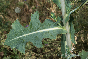 Immagine 8 di 10 - Lactuca sativa subsp. serriola (L.) Galasso, Banfi, Bartolucci & Ardenghi	