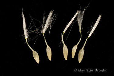 Immagine 9 di 10 - Lactuca sativa subsp. serriola (L.) Galasso, Banfi, Bartolucci & Ardenghi	
