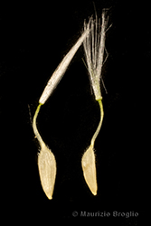 Immagine 10 di 10 - Lactuca sativa subsp. serriola (L.) Galasso, Banfi, Bartolucci & Ardenghi	