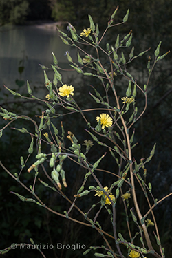 Lactuca sativa subsp. serriola (L.) Galasso, Banfi, Bartolucci & Ardenghi	