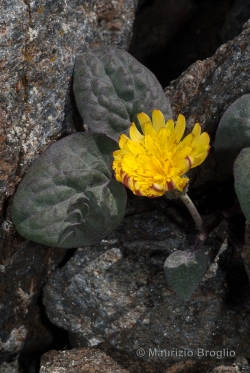 Crepis pygmaea L.