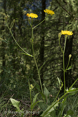 Crepis conyzifolia (Gouan) A. Kern.