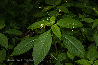 Immagine 2 di 5 - Impatiens parviflora DC.