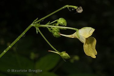 Immagine 5 di 5 - Impatiens parviflora DC.
