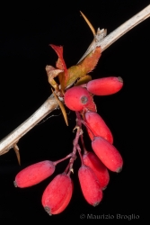 Immagine 4 di 4 - Berberis vulgaris L.