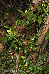 Immagine 1 di 11 - Mahonia aquifolium (Pursh) Nutt.