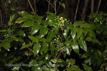 Immagine 2 di 11 - Mahonia aquifolium (Pursh) Nutt.