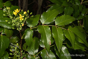 Immagine 3 di 11 - Mahonia aquifolium (Pursh) Nutt.