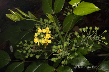 Immagine 5 di 11 - Mahonia aquifolium (Pursh) Nutt.