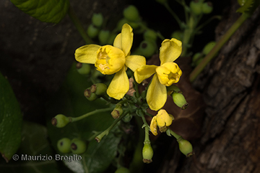 Immagine 6 di 11 - Mahonia aquifolium (Pursh) Nutt.