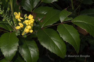 Immagine 7 di 11 - Mahonia aquifolium (Pursh) Nutt.