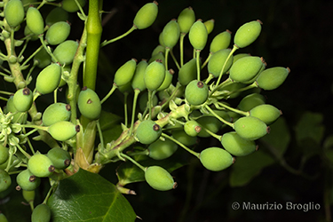 Immagine 8 di 11 - Mahonia aquifolium (Pursh) Nutt.
