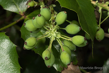 Immagine 9 di 11 - Mahonia aquifolium (Pursh) Nutt.