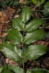 Immagine 10 di 11 - Mahonia aquifolium (Pursh) Nutt.