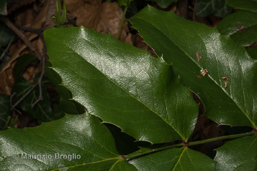 Immagine 11 di 11 - Mahonia aquifolium (Pursh) Nutt.