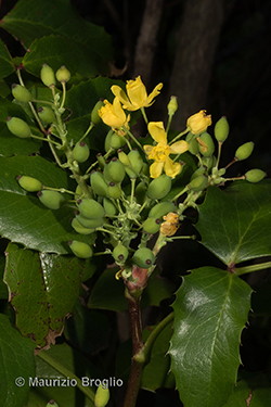 Mahonia aquifolium (Pursh) Nutt.
