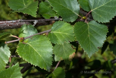 Immagine 3 di 5 - Betula pubescens Ehrh.