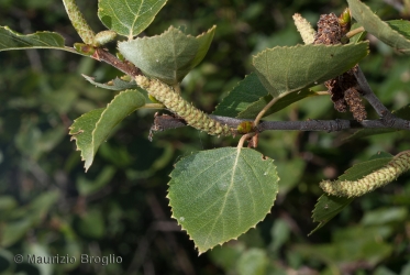 Immagine 4 di 5 - Betula pubescens Ehrh.