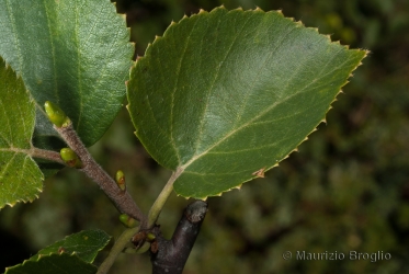 Immagine 5 di 5 - Betula pubescens Ehrh.