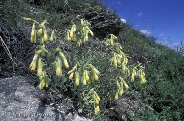 Immagine 1 di 4 - Onosma pseudoarenaria Schur