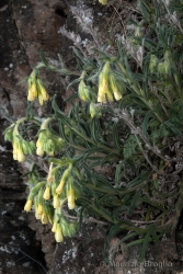 Immagine 3 di 4 - Onosma pseudoarenaria Schur