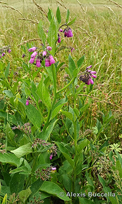 Symphytum officinale L.