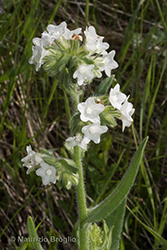 Immagine 5 di 5 - Anchusa officinalis L.
