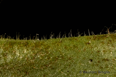 Immagine 8 di 8 - Myosotis stricta Link ex Roem. & Schult.