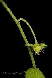 Immagine 7 di 7 - Hackelia deflexa (Wahlenb.) Opiz