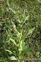 Immagine 1 di 9 - Cynoglossum montanum L.