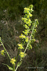 Immagine 7 di 9 - Cynoglossum montanum L.