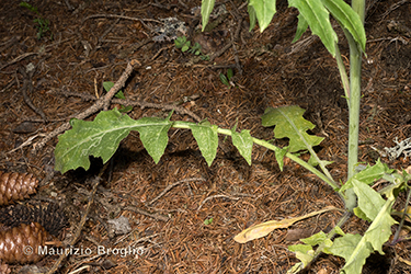 Immagine 3 di 7 - Sisymbrium altissimum L.