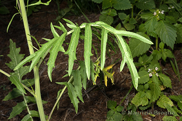 Immagine 4 di 7 - Sisymbrium altissimum L.