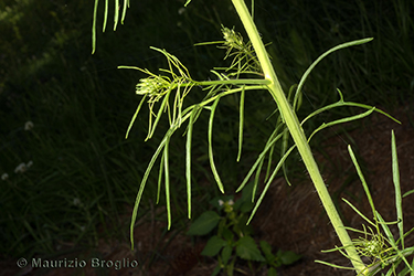 Immagine 5 di 7 - Sisymbrium altissimum L.