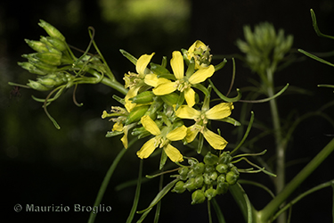 Immagine 7 di 7 - Sisymbrium altissimum L.