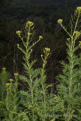 Immagine 1 di 8 - Descurainia sophia (L.) Webb ex Prantl