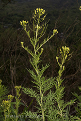 Immagine 2 di 8 - Descurainia sophia (L.) Webb ex Prantl