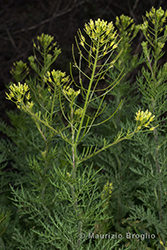 Immagine 3 di 8 - Descurainia sophia (L.) Webb ex Prantl