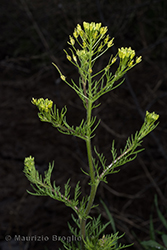 Immagine 5 di 8 - Descurainia sophia (L.) Webb ex Prantl